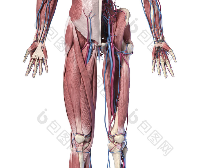 人类解剖学骨骼肌肉纤维示例图