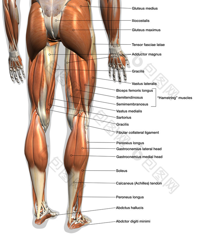 身体肌肉发达的大腿