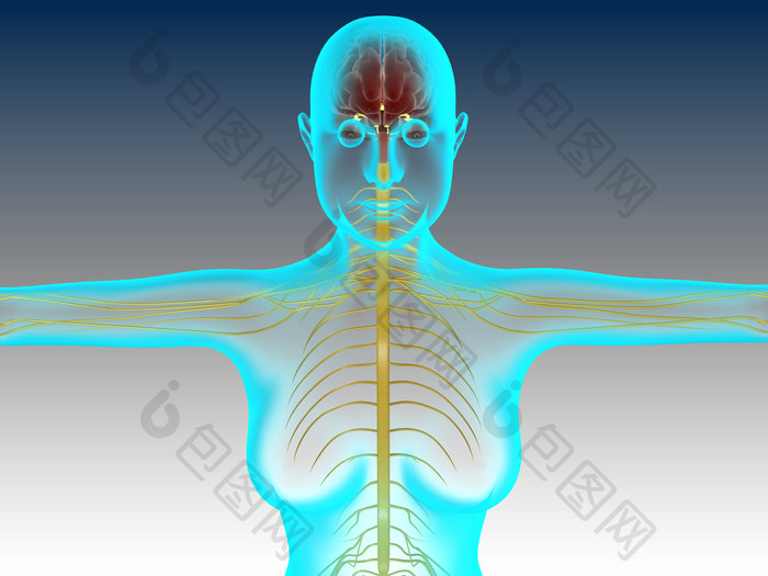 人体人脑骨骼结构图