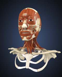 人体面部骨骼组织