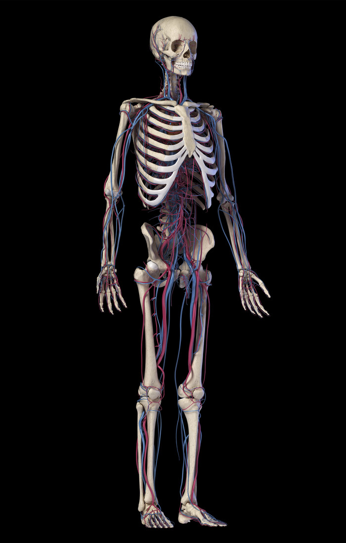 医学论文里的骨架躯干示例图
