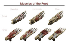 人体脚部肌肉骨骼示例插图
