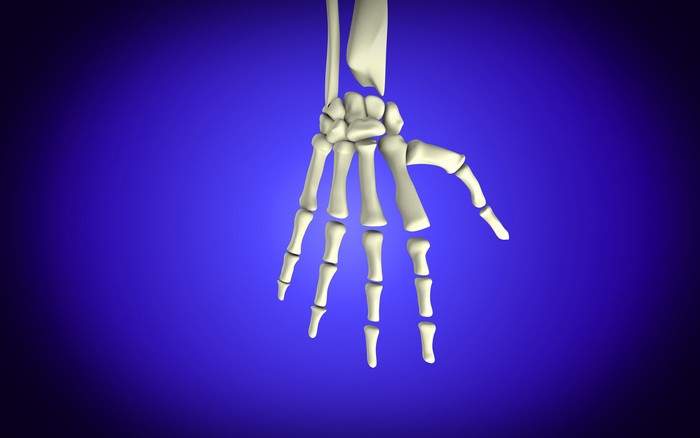 人体手掌骨骼示例图