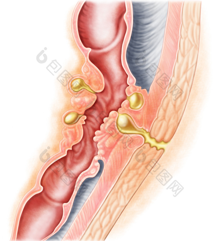 人体肠道解剖示例结构图