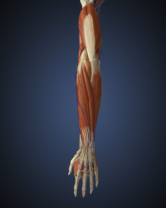 人体手臂组织结构