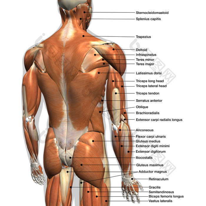 身体肌肉发达的躯干背部