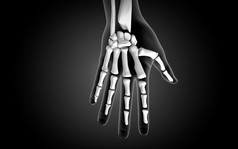 人体手指骨骼示例插图