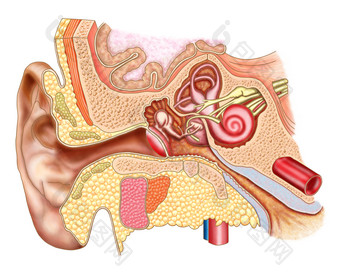 人体耳道解剖示例图