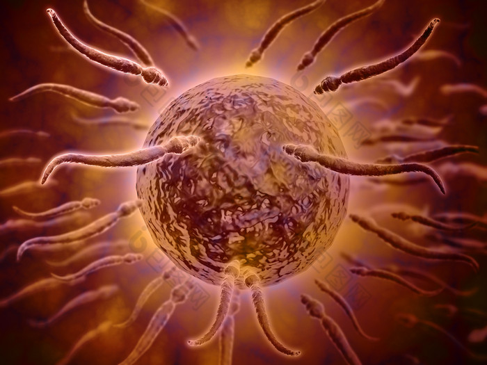 微生物卵细胞受精示例图