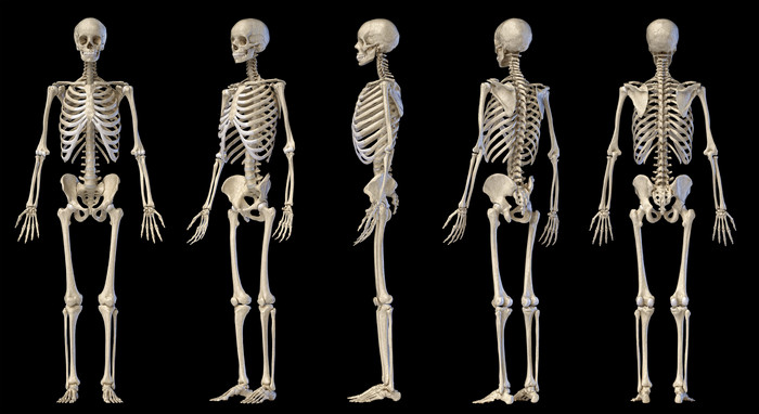 人类解剖学躯干骨架理论图