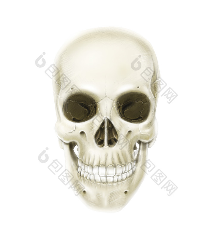 人体头部骨骼结构插图