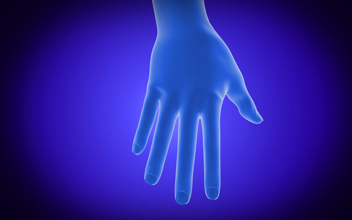 人体手部结构示例插图