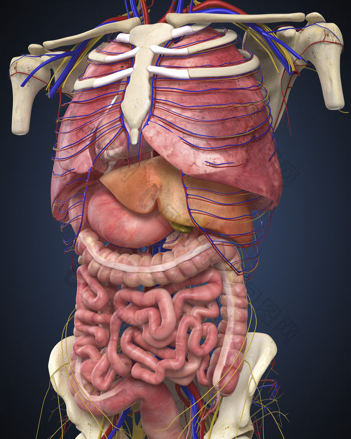 人体小肠组织结构图