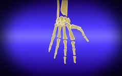人体手部骨骼结构图
