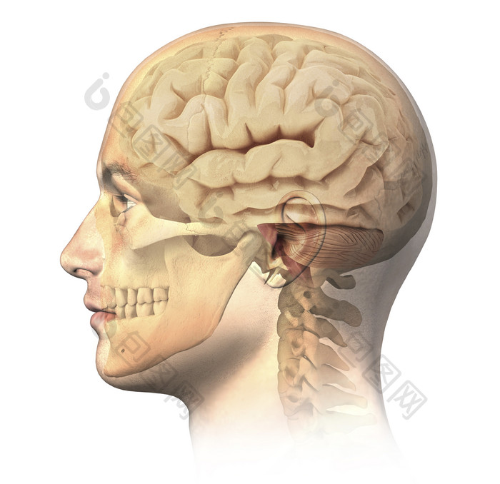 人体头部大脑脑子摄影图