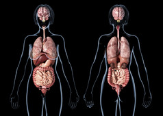 人体解剖学全身内脏位置例图