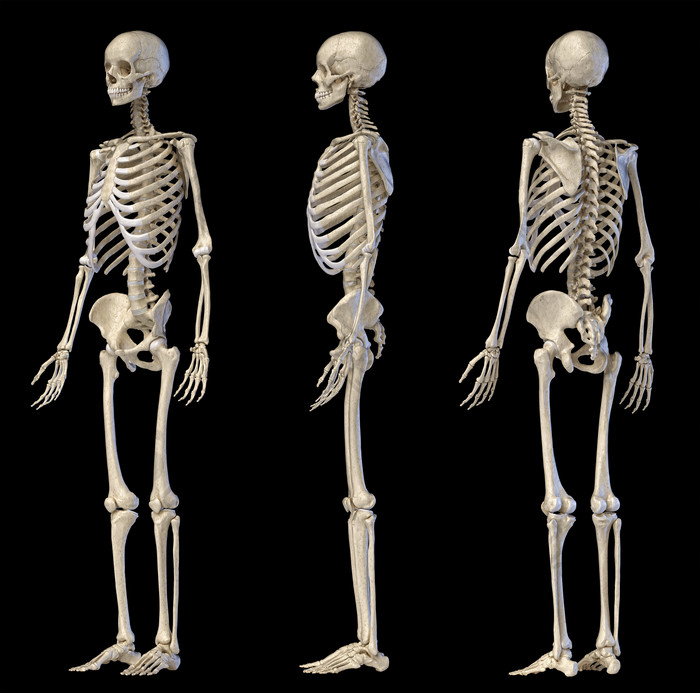 人类生物医学正侧背面骨架模型