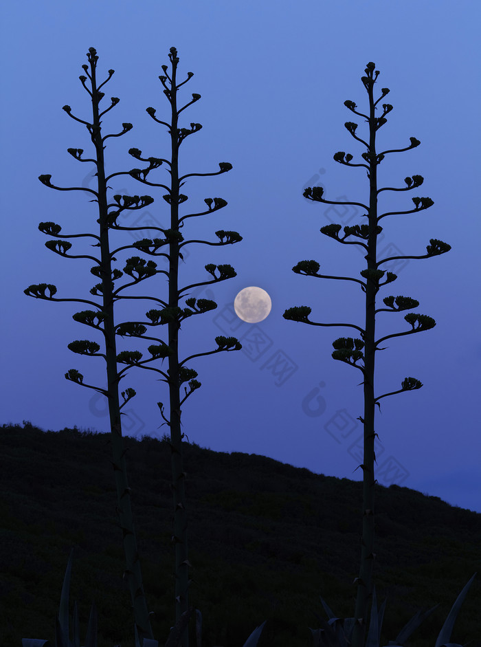 树木剪影夜景摄影插图