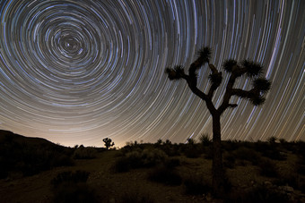 荒漠枯木夜空摄影插图