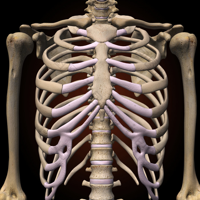 胸部解剖学胸骨胸腔 图片下载 包图网