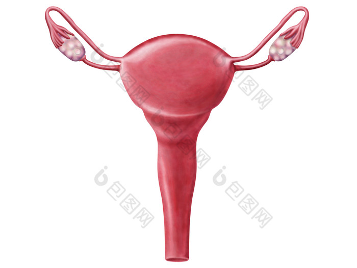 人体卵巢输卵管示例结构图