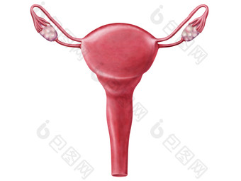 人体卵巢输卵管示例结构图