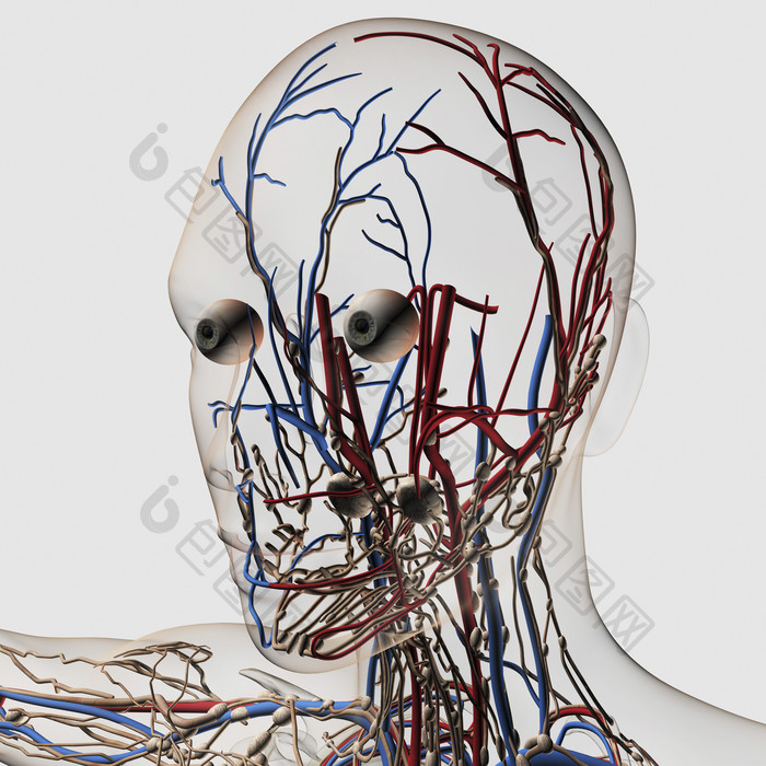 人体头部神经动脉示例图