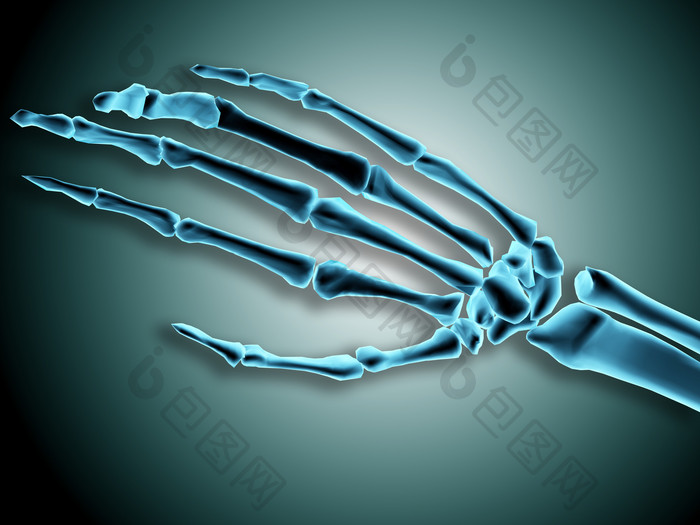 人体手掌骨骼结构图