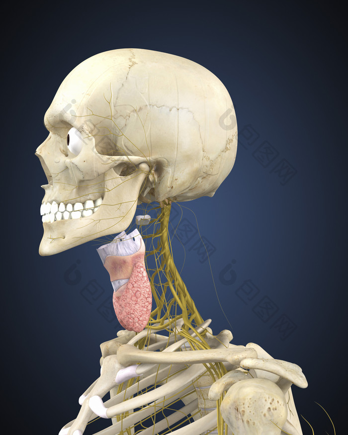 人体头部骨骼组织图解