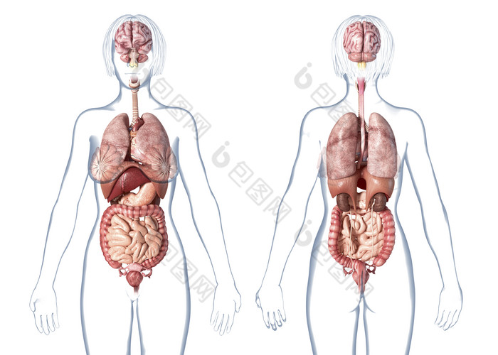 人体解剖学全身内脏位置图