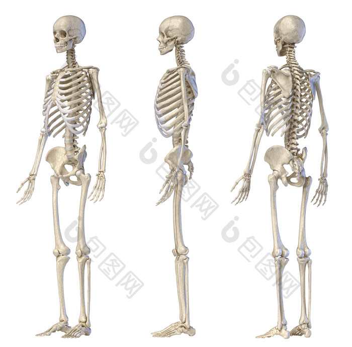 人类解剖学骨架正侧背面的全身模型