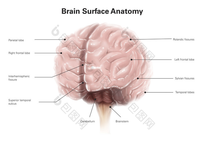 人体大脑结构示例图