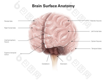人体大脑结构示例图