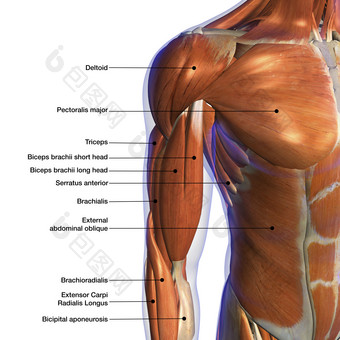 解剖学胸部三维上肢