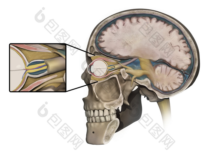 视神经解剖示例插图