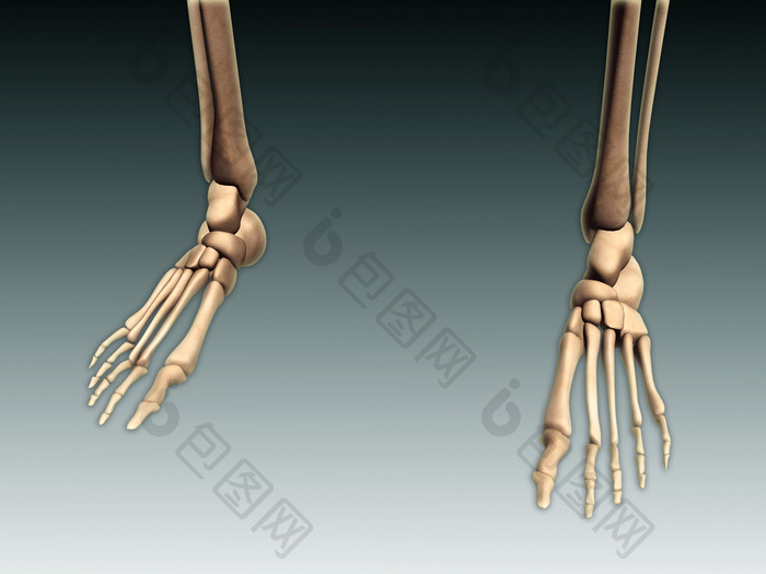 人体站立脚掌骨骼结构图