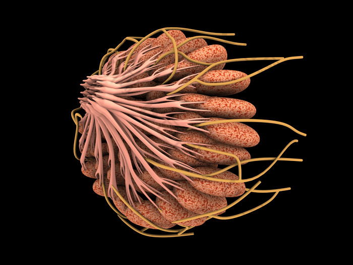 人体器官乳腺管摄影图
