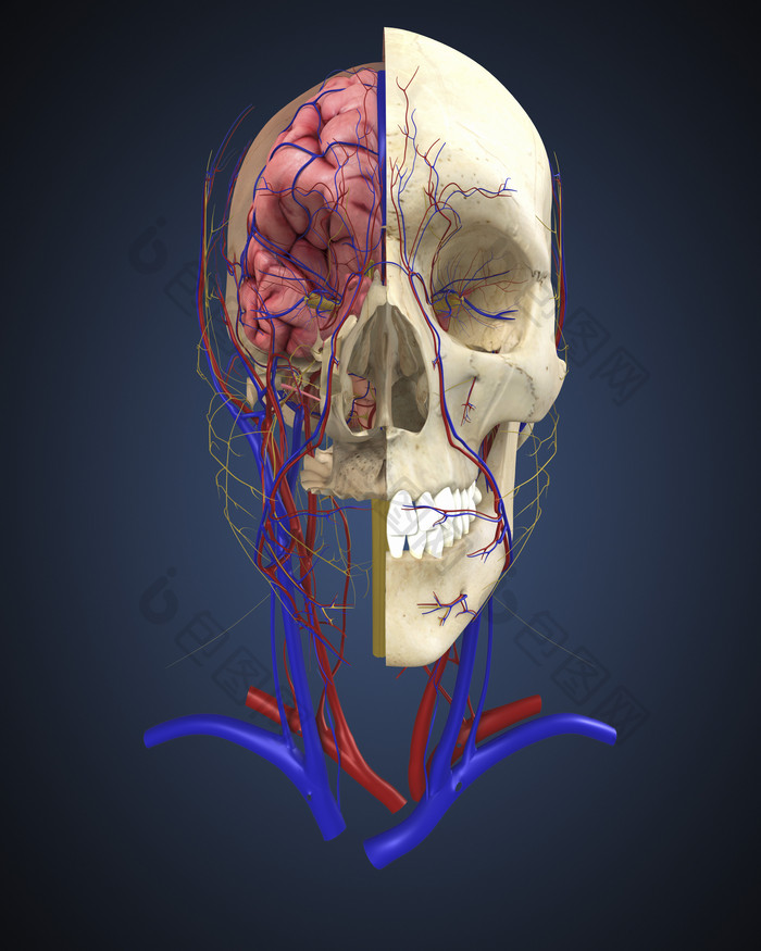 人体面部骨骼组织图