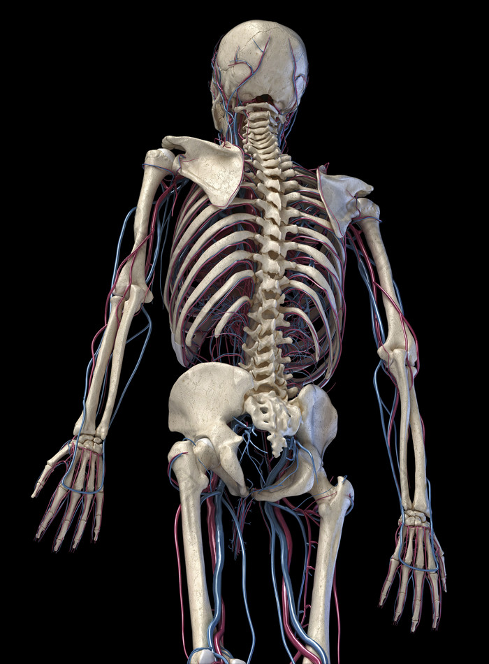 人类解剖学背部躯干骨架模型