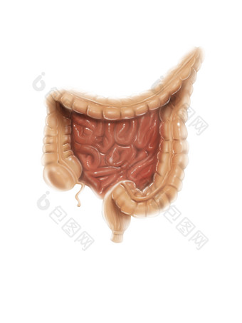 人体肛门肠道<strong>示例</strong>图
