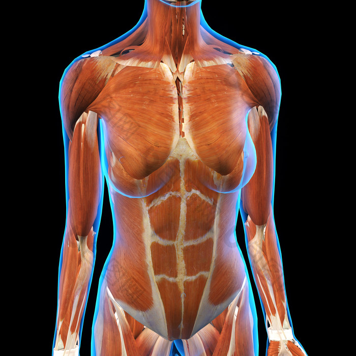 人类解剖学女性身体的肌肉群组织图