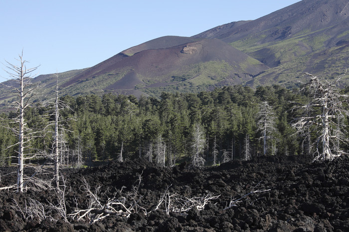 火山旁树林摄影插图