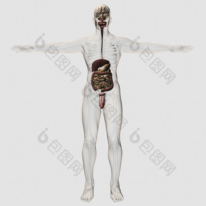 男性腹部肠道结构示例图