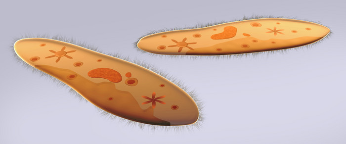 微生物寄生细胞示例图