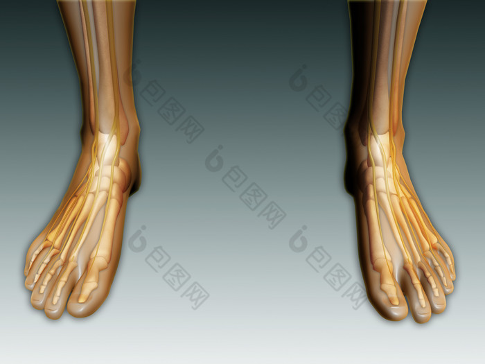 人体脚掌骨骼分布图
