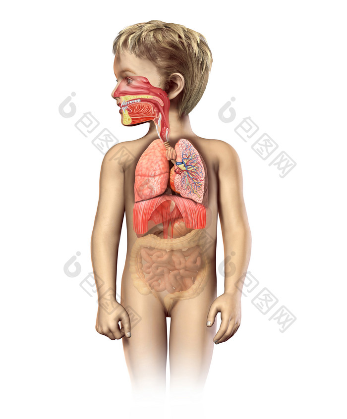 解剖学孩子的呼吸系统