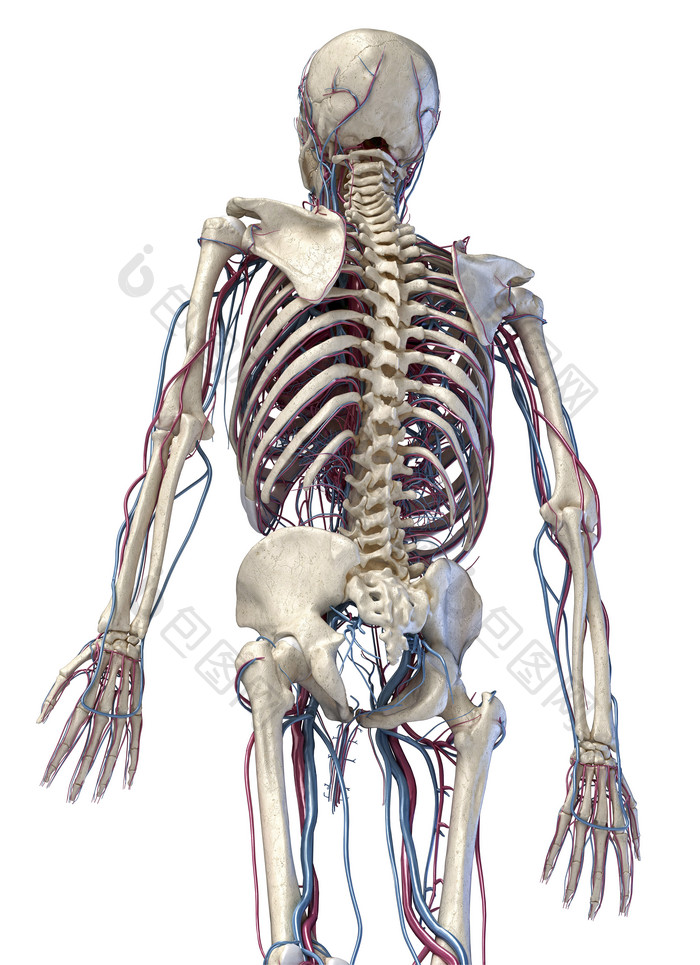 人类生物医学背部躯干骨架模型