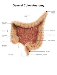 人体肠道肛门结构示例图