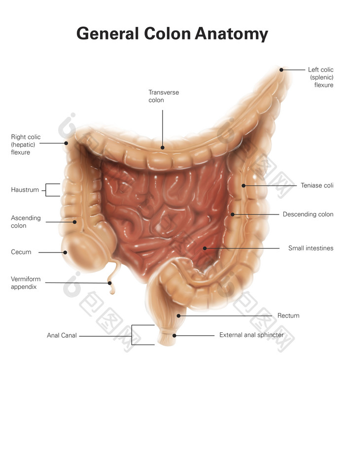 人体肠道肛门结构示例图