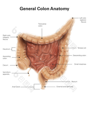 人体肠道肛门结构<strong>示例</strong>图